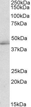 TIAL1 & TIA Antibody