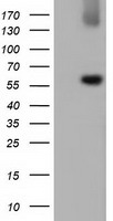 TIF1 gamma Antibody