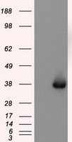 TIF1 gamma Antibody