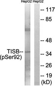 TISB (Phospho-Ser92) Antibody