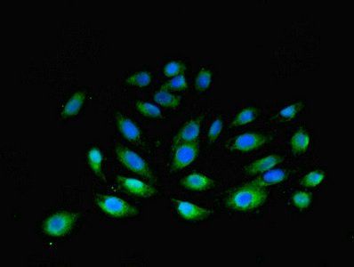 F3 Antibody