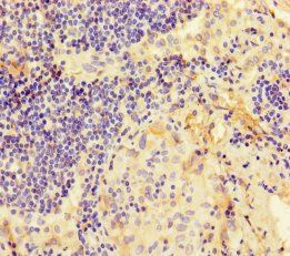 F3 Antibody