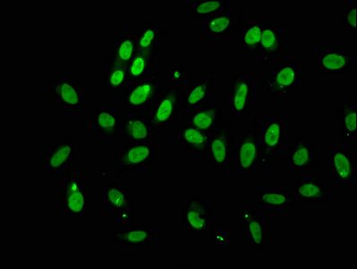 TLE4 Antibody