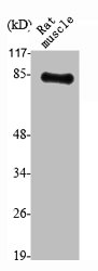 TLE4 Antibody