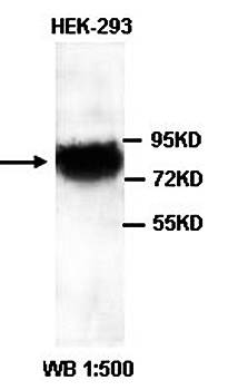 TLE4 Rabbit Polyclonal Antibody
