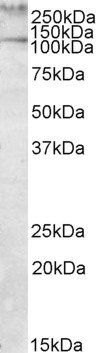 Talin 1/TLN1 Antibody