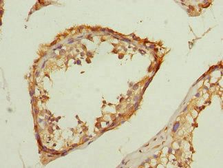 TMED10 Antibody