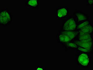 TMEM173 Antibody