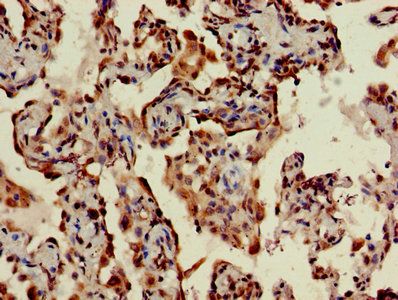 TMEM173 Antibody