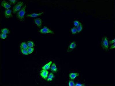 TMEM177 Antibody