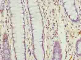 TMEM177 Antibody