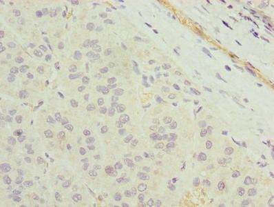 TMEM177 Antibody