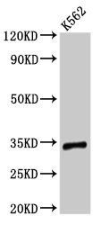 TMEM177 Antibody