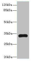 TMEM177 Antibody