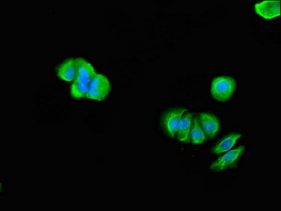 TMX2 Antibody