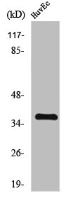 TNFAIP1 Antibody