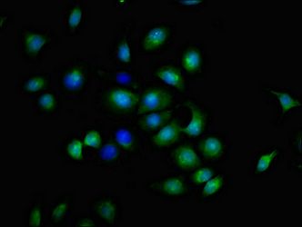 TNFRSF9 Antibody