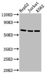 TNFRSF9 Antibody