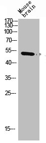TNFRSF9 Antibody