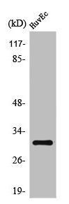 TOLLIP Antibody