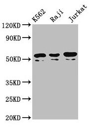 TOX2 Antibody