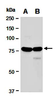 TOX (N) Antibody, Rabbit Polyclonal