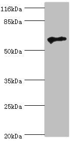 TPTE Antibody