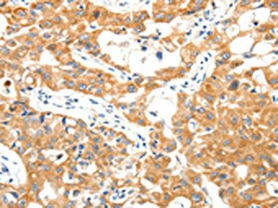 TRAF3 Antibody