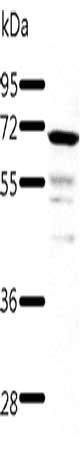 TRAF3 Antibody