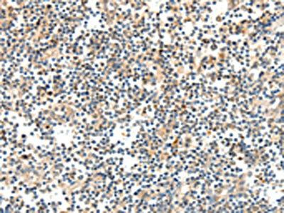 TRAF3 Antibody