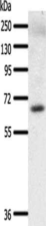 TRAF3 Antibody