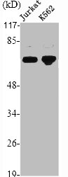 TRAF3 Antibody