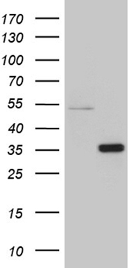 TRAIL Antibody