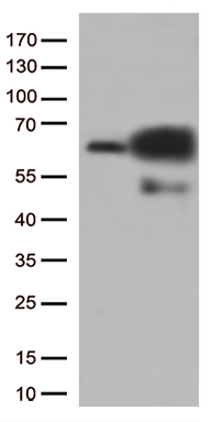 TRAIL Antibody