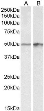 Transcription factor E2F4 Antibody
