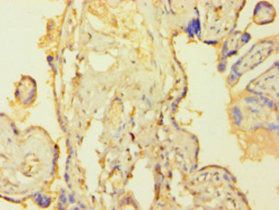 TEAD4 Antibody