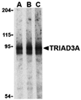 TRIAD3A Antibody