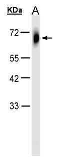 TRIM23 antibody [N1], N-term