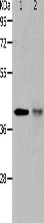 TRIM63 Antibody