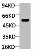 TRIM72 Antibody
