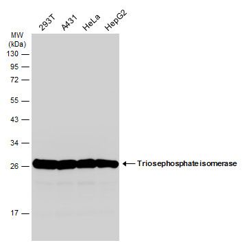 Triosephosphate isomerase antibody [C2C3], C-term