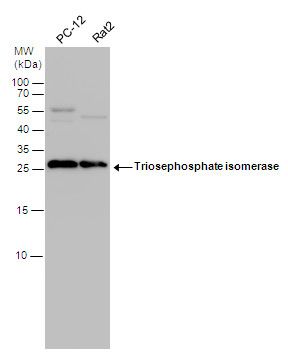 Triosephosphate isomerase antibody [C2C3], C-term