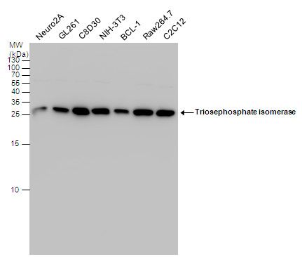 Triosephosphate isomerase antibody [C2C3], C-term