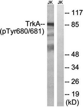 Trk A (Phospho-Tyr680+Tyr681) Antibody