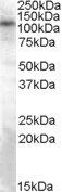 TRPC4 Antibody