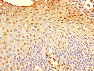 TSC22D3 Antibody
