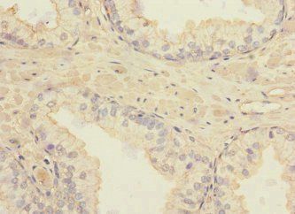 TSPAN4 Antibody