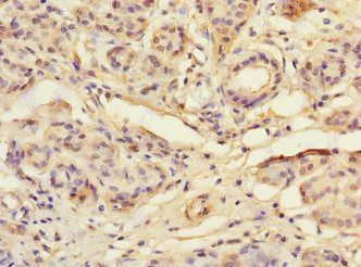 TSPAN4 Antibody