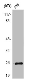 TSPAN8 Antibody