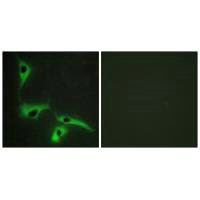 TSPAN8 Antibody